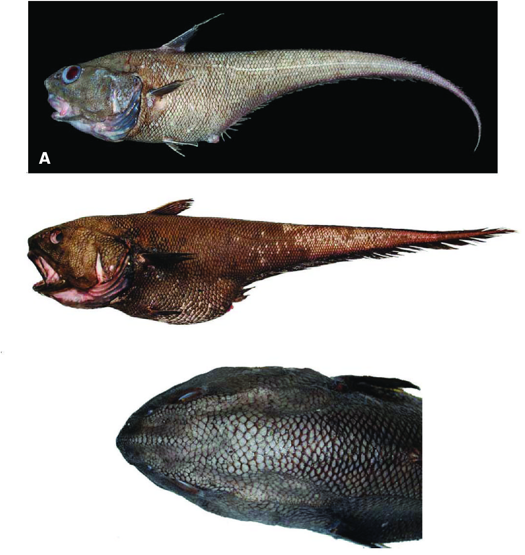 ภาพ ปลา rudis (Coryphaenoides rudis)
