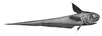 ภาพ ปลา rupestris (Coryphaenoides rupestris)