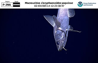ภาพ ปลา yaquinae (Coryphaenoides yaquinae)