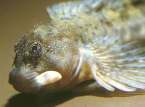 ภาพ ปลาตั๊กแตนหินตั๊กแตนหิน (Coryphoblennius galerita)