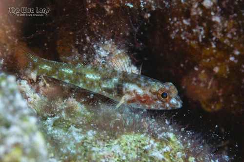 ภาพ ปลาบู่บู่ (Coryphopterus alloides)