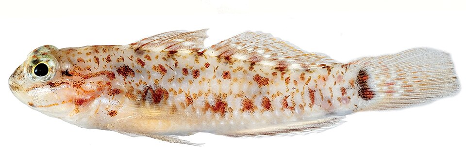 ภาพ ปลาบู่บู่ (Coryphopterus dicrus)