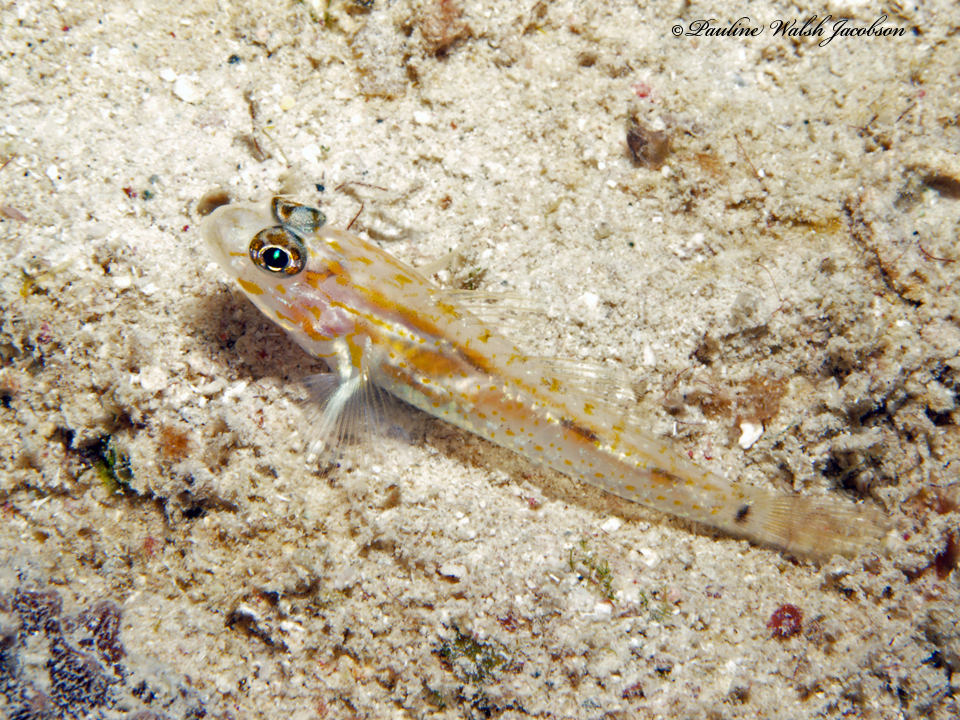 ภาพ ปลาบู่บู่ (Coryphopterus eidolon)
