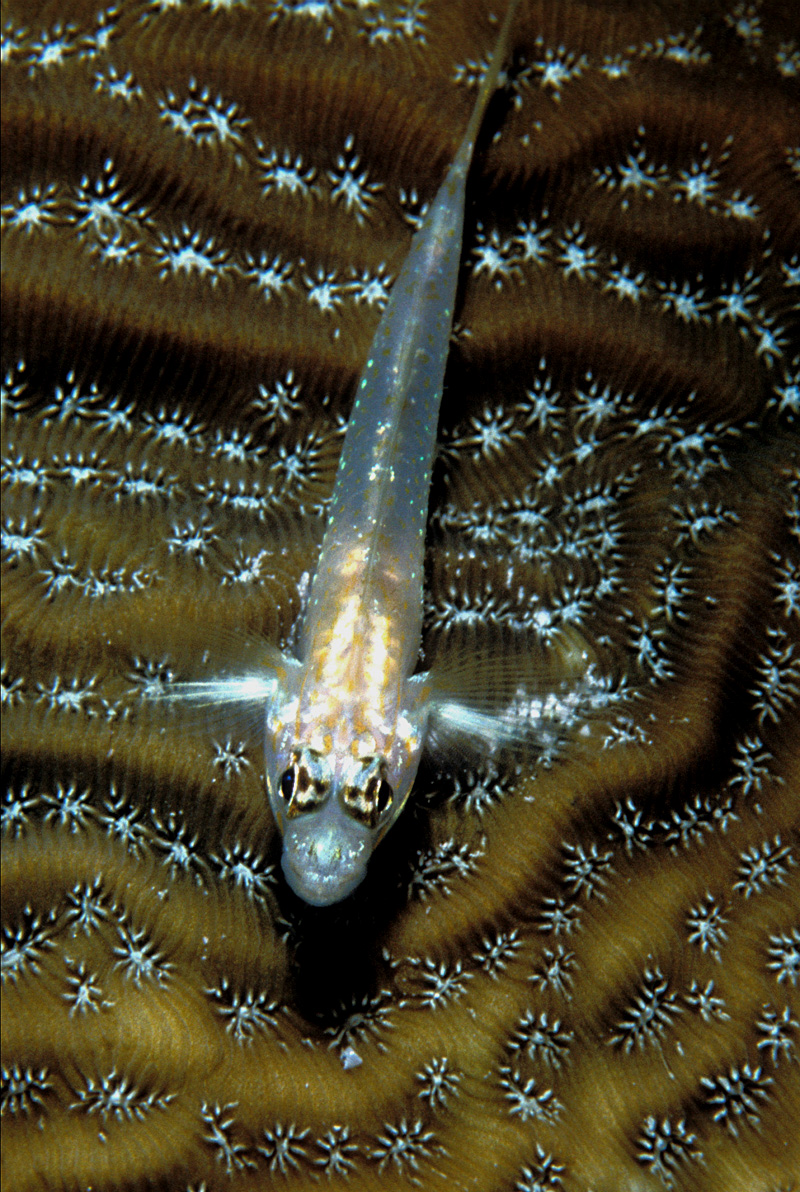 ภาพ ปลาบู่บู่ (Coryphopterus glaucofraenum)
