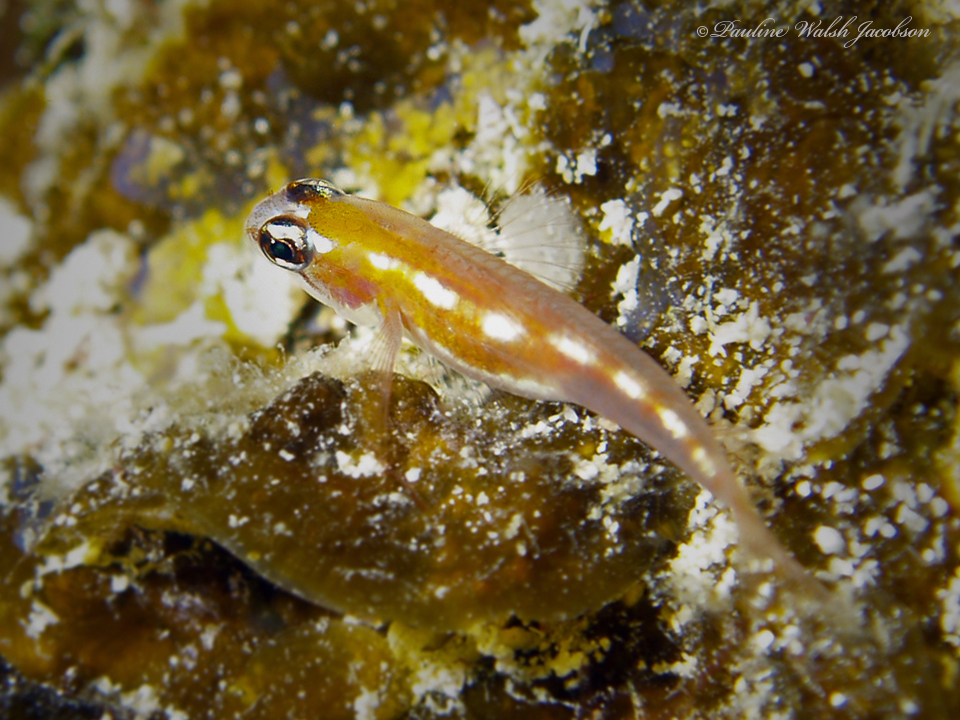 ภาพ ปลาบู่บู่ (Coryphopterus hyalinus)