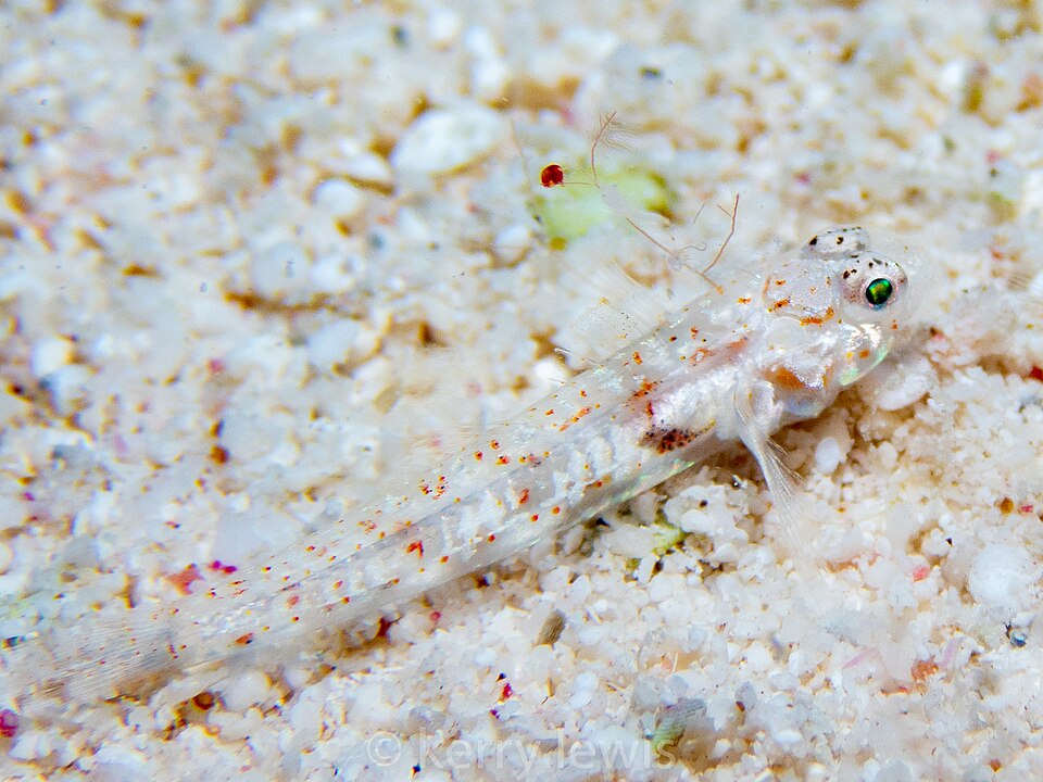 ภาพ ปลาบู่บู่ (Coryphopterus kuna)