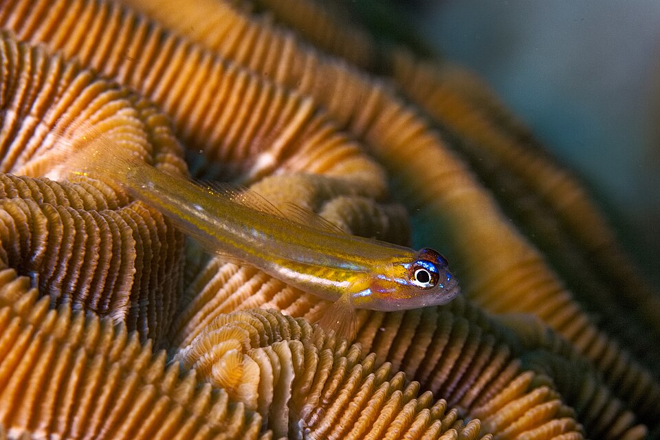 ภาพ ปลาบู่บู่ (Coryphopterus lipernes)