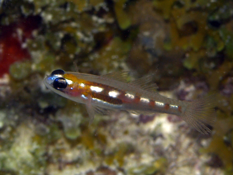 ภาพ ปลาบู่หน้ากากบู่ (Coryphopterus personatus)