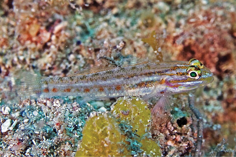 ภาพ ปลาบู่ลายจุดบู่ (Coryphopterus punctipectophorus)