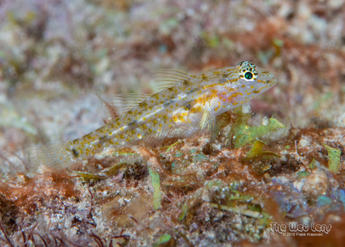 ภาพ ปลาบู่บู่ (Coryphopterus thrix)