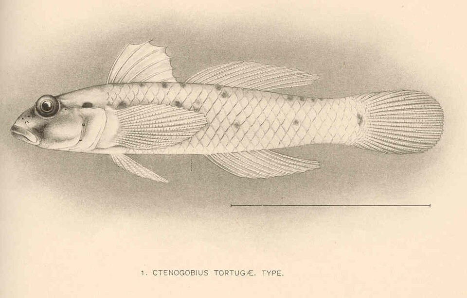 ภาพ ปลาบู่แนวปะการังบู่ (Coryphopterus tortugae)