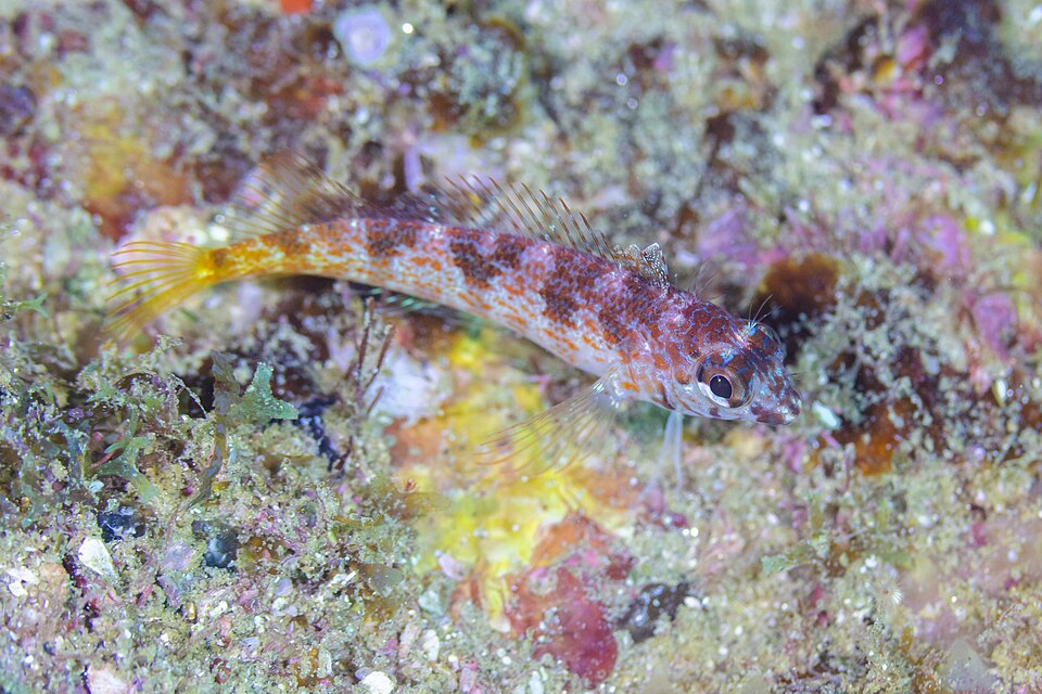 ภาพ ปลาบู่บู่ (Coryphopterus urospilus)