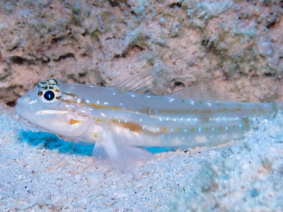 ภาพ ปลาบู่พื้นทรายบู่ (Coryphopterus venezuelae)