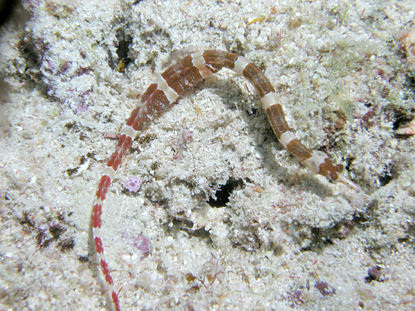ภาพ ปลาจิ้มฟันจระเข้น้ำตาลลายบั้ง (Corythoichthys amplexus)