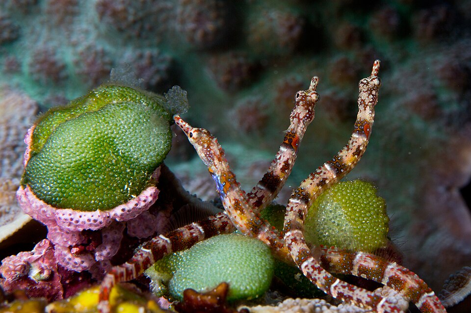 ภาพ ปลาจิ้มฟันจระเข้ benedetto (Corythoichthys benedetto)