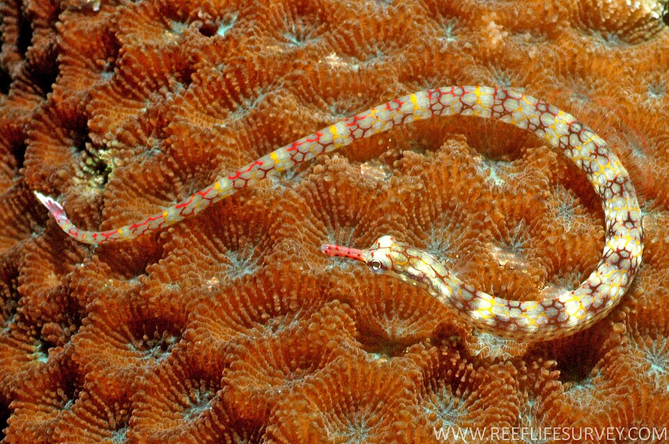 ภาพ ปลาจิ้มฟันจระเข้ conspicillatus (Corythoichthys conspicillatus)