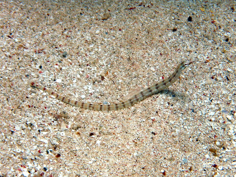 ภาพ ปลาจิ้มฟันจระเข้ลายบั้ง (Corythoichthys flavofasciatus)
