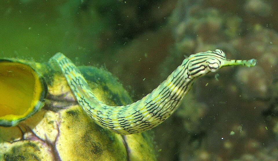ภาพ ปลาจิ้มฟันจระเข้ลายด่าง (Corythoichthys haematopterus)
