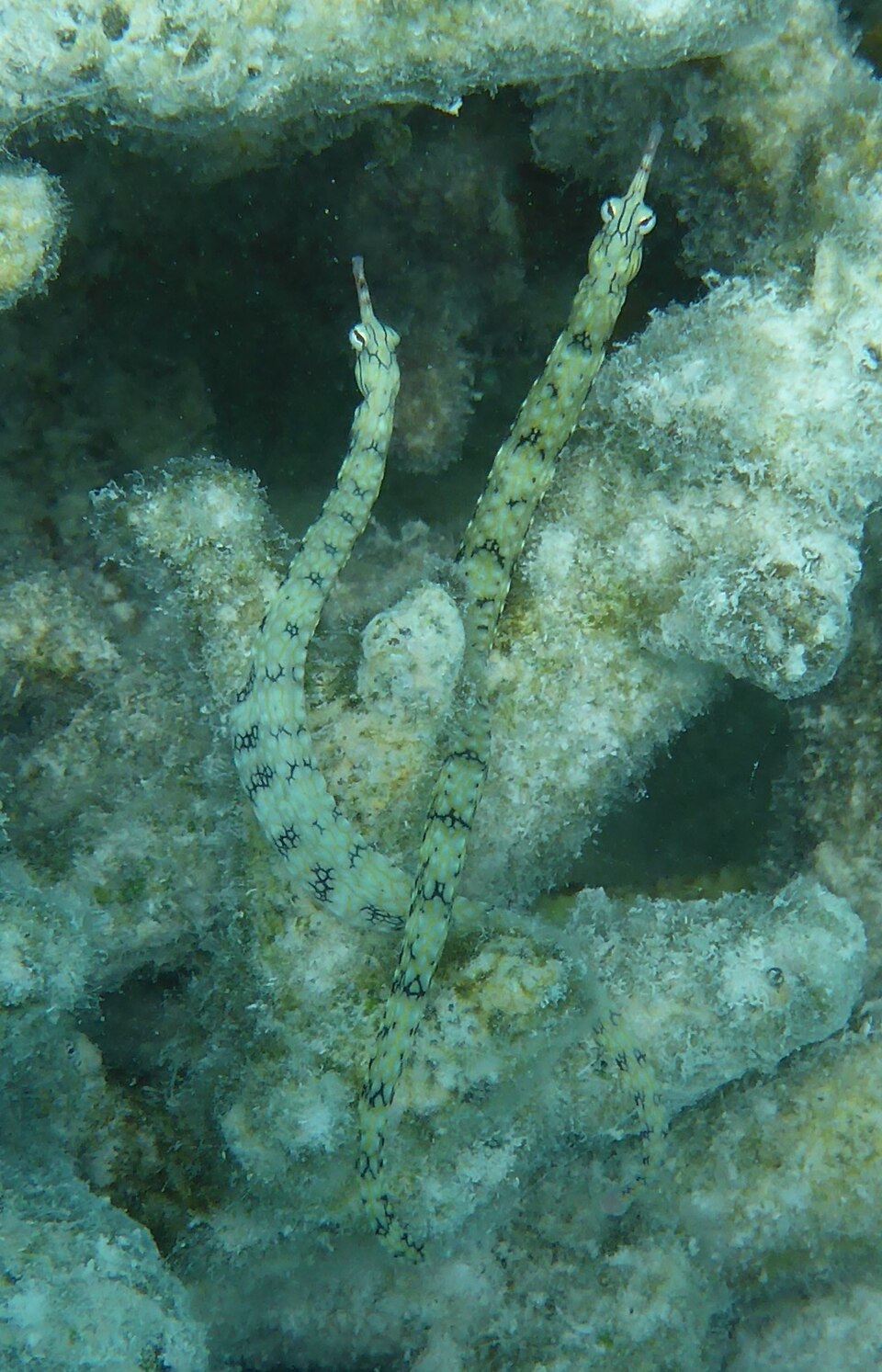 ภาพ ปลาจิ้มฟันจระเข้ลายด่าง (Corythoichthys intestinalis)