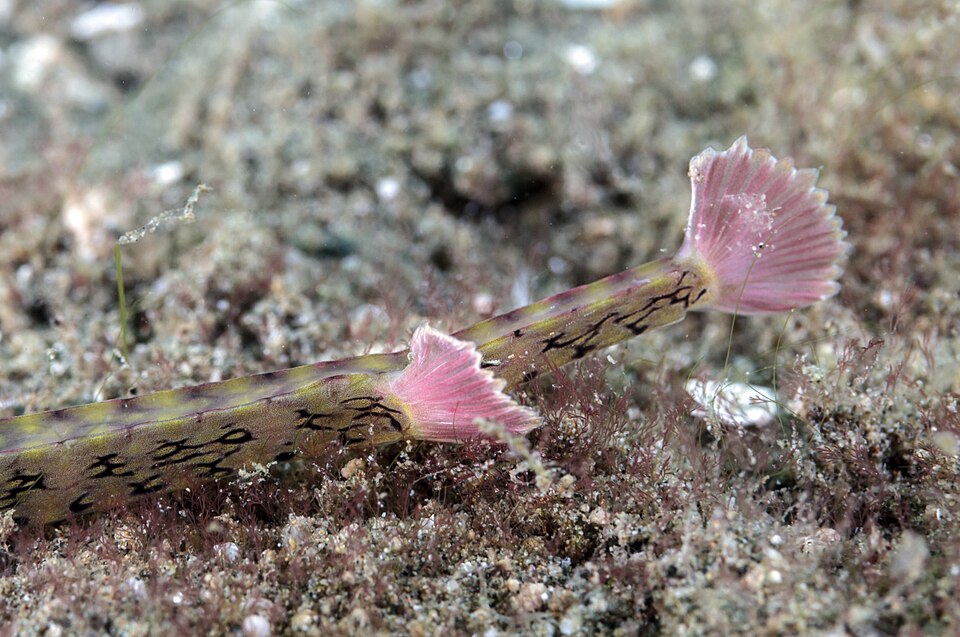 ภาพ ปลาจิ้มฟันจระเข้ลายจุด (Corythoichthys polynotatus)