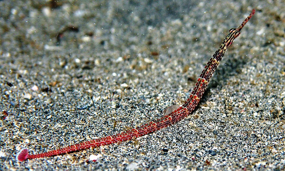 ภาพ ปลาจิ้มฟันจระเข้ schultzi (Corythoichthys schultzi)