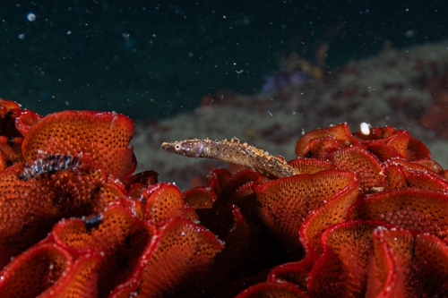 ภาพ ปลาจิ้มฟันจระเข้ arctus (Cosmocampus arctus)