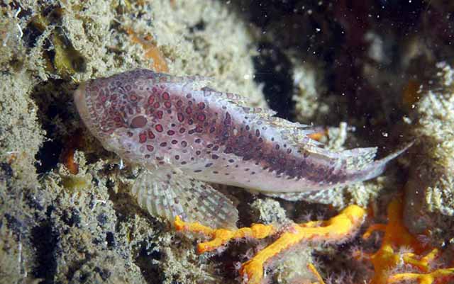 ภาพ ปลากะรังหัวโขนจุดน้ำตาล (Cottapistus cottoides)