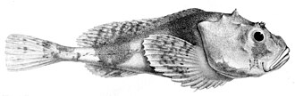 ภาพ ปลา microps (Cottunculus microps)