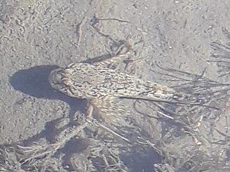 ภาพ ปลา altaicus (Cottus altaicus)