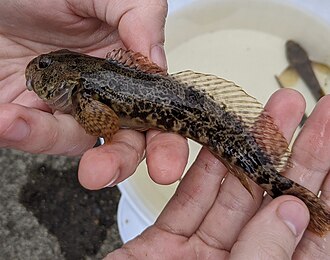 ภาพ ปลา asper (Cottus asper)
