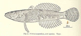 ภาพ ปลา asperrimus (Cottus asperrimus)
