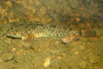 ภาพ ปลา beldingii (Cottus beldingii)