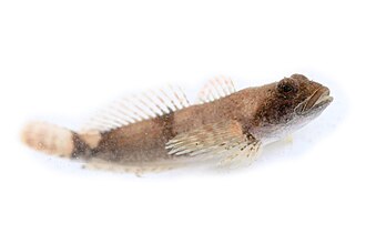 ภาพ ปลา caeruleomentum (Cottus caeruleomentum)