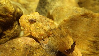 ภาพ ปลา carolinae (Cottus carolinae)