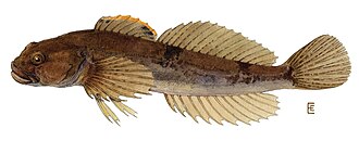ภาพ ปลา cognatus (Cottus cognatus)
