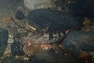 ภาพ ปลา duranii (Cottus duranii)
