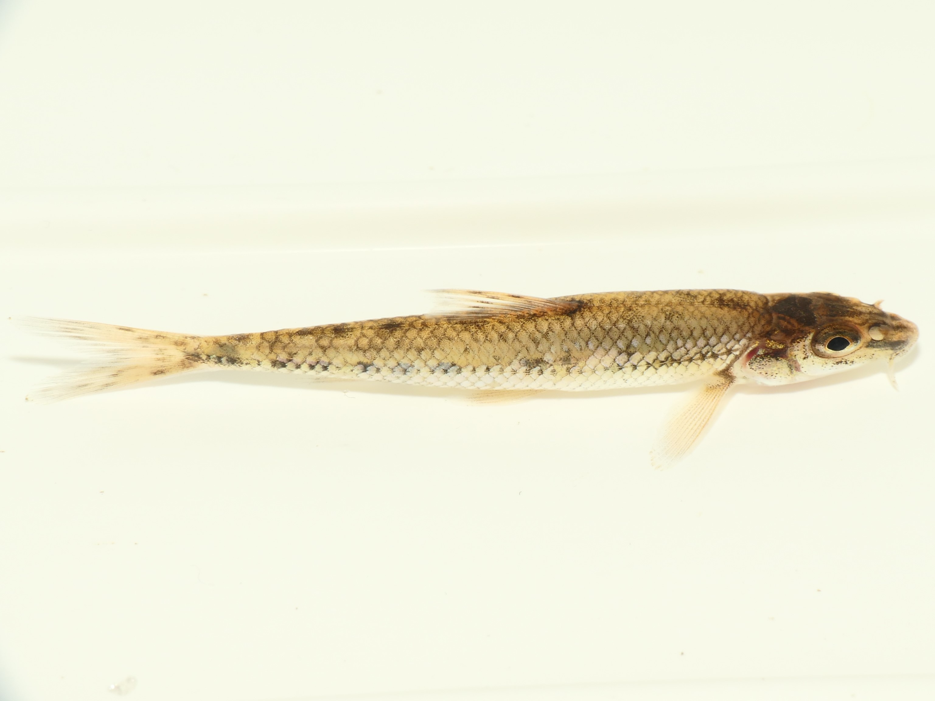 ภาพ ปลา gobio (Cottus gobio)