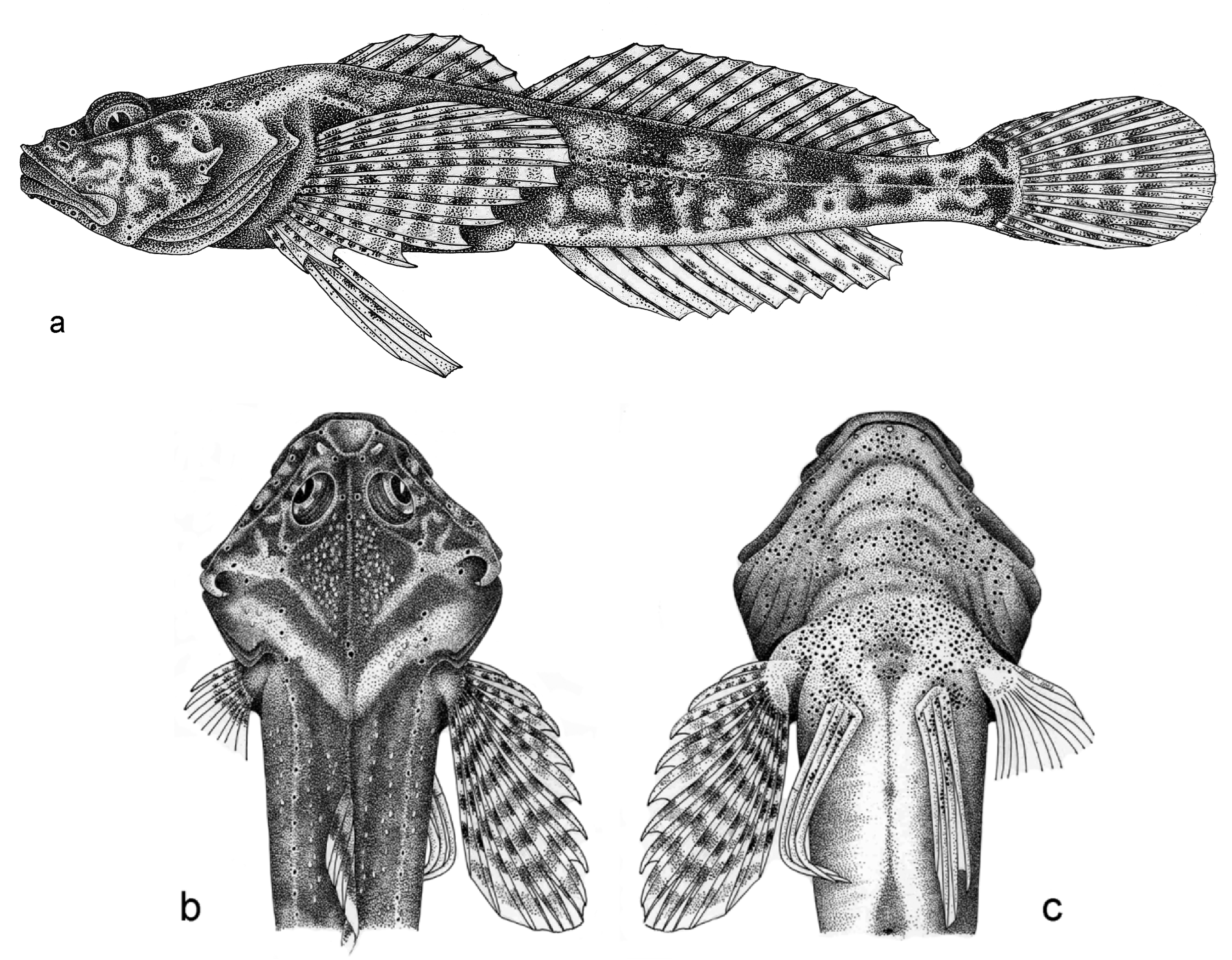 ภาพ ปลา gratzianowi (Cottus gratzianowi)