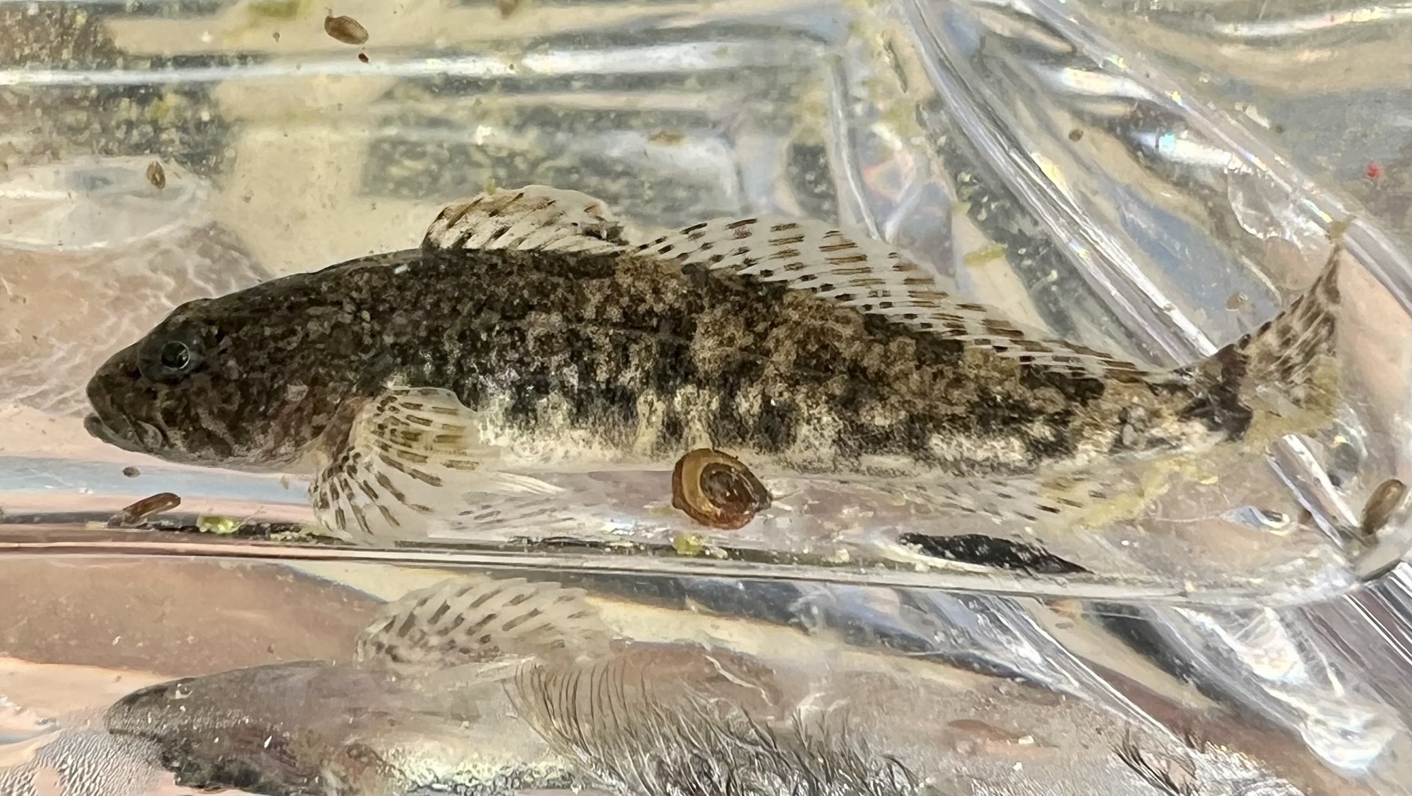 ภาพ ปลา gulosus (Cottus gulosus)