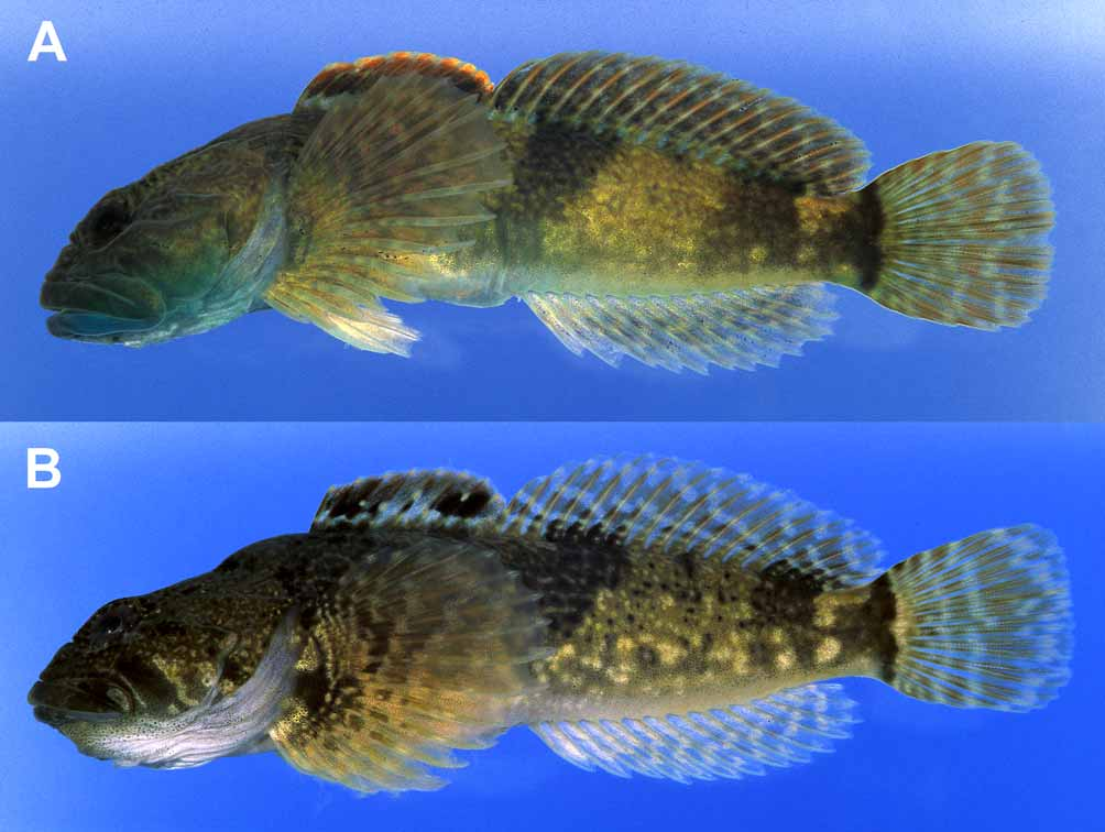 ภาพ ปลา immaculatus (Cottus immaculatus)