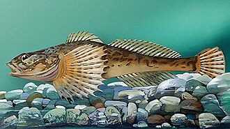 ภาพ ปลา jaxartensis (Cottus jaxartensis)