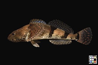 ภาพ ปลา kazika (Cottus kazika)