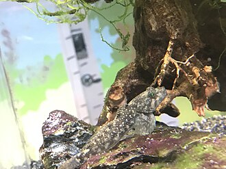 ภาพ ปลา koreanus (Cottus koreanus)