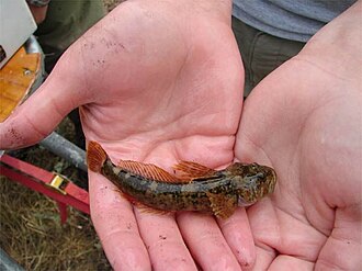 ภาพ ปลา leiopomus (Cottus leiopomus)