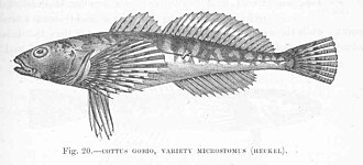ภาพ ปลา microstomus (Cottus microstomus)