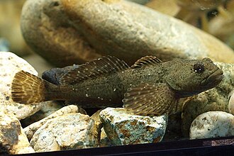 ภาพ ปลา nozawae (Cottus nozawae)