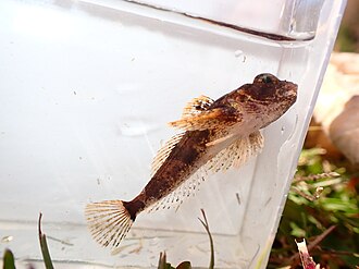 ภาพ ปลา paulus (Cottus paulus)