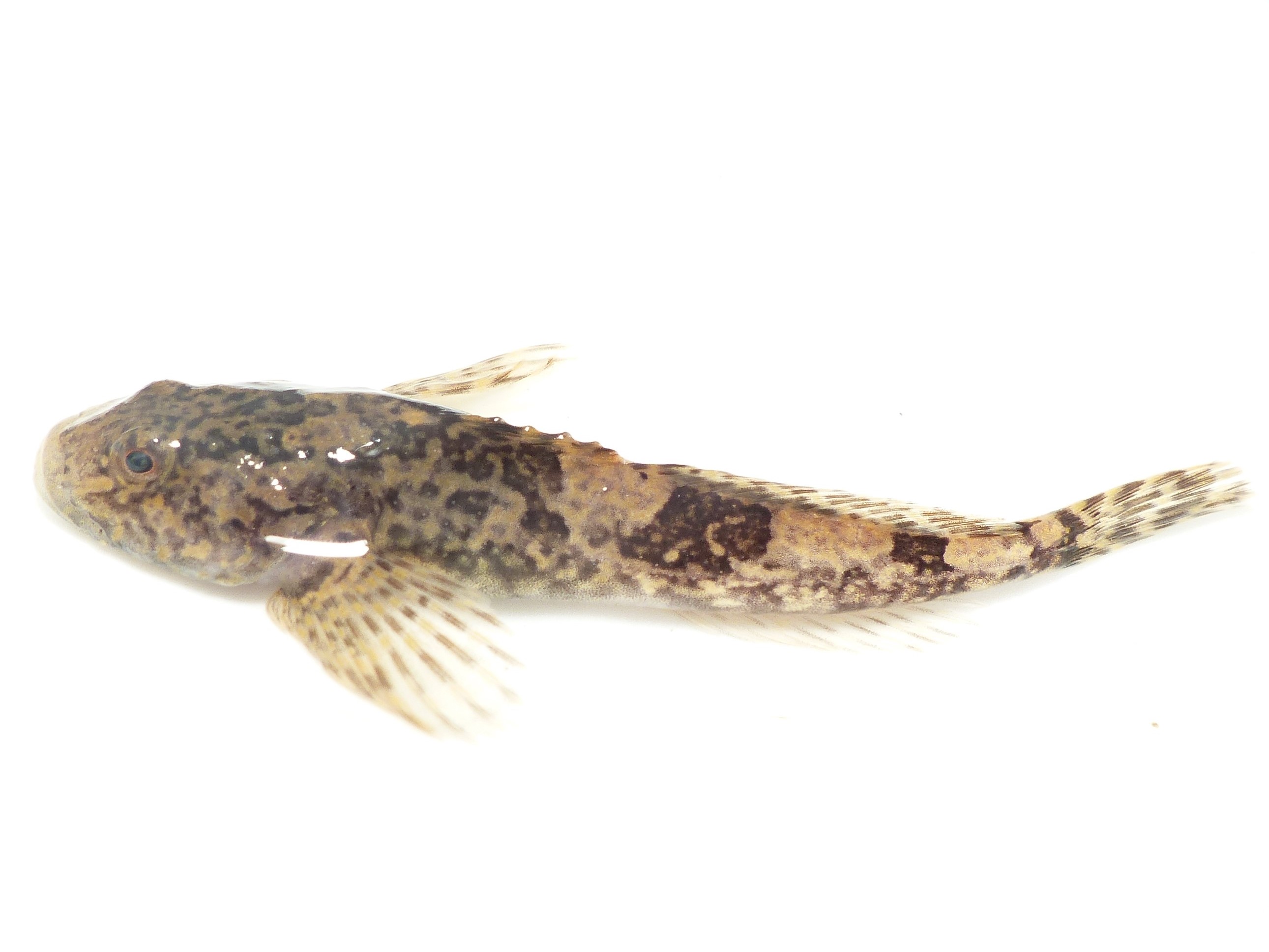 ภาพ ปลา perifretum (Cottus perifretum)