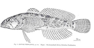 ภาพ ปลา perplexus (Cottus perplexus)
