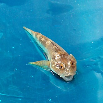 ภาพ ปลา petiti (Cottus petiti)